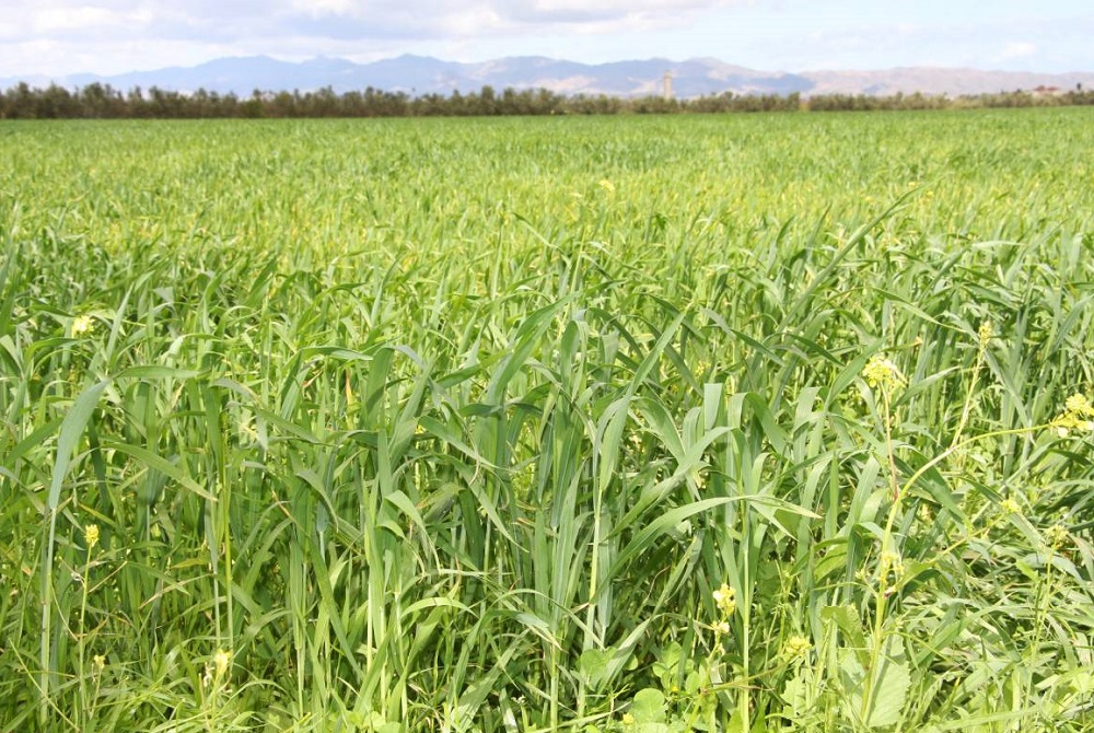 حافظة البنك الدولي في المجال الفلاحي بالمغرب تبلغ 780 مليون دولار