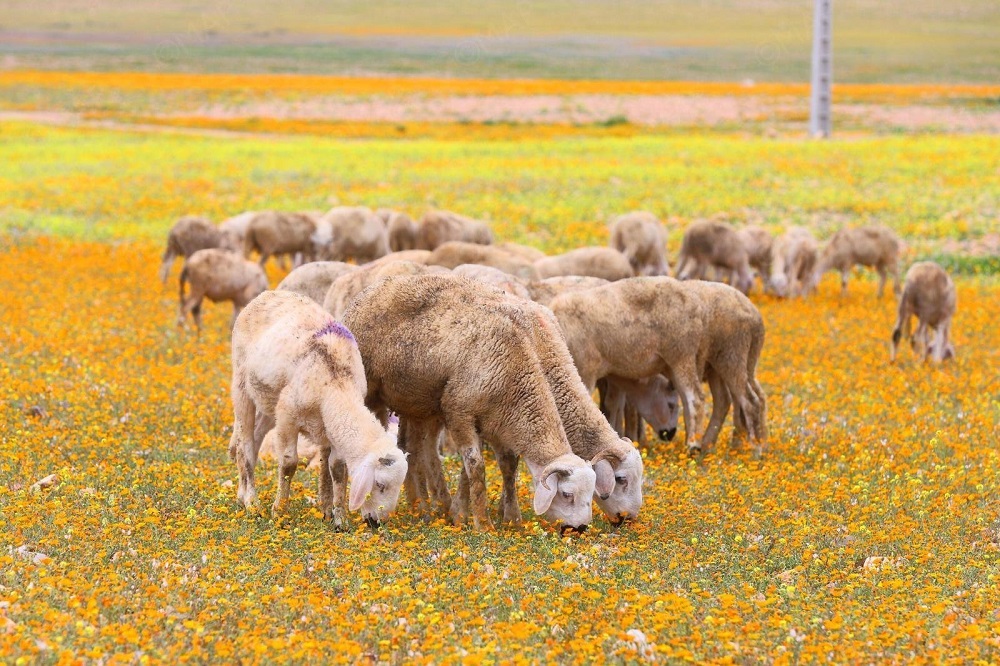 مع اقتراب العيد.. ضبط أكباش تتغذى على فضلات الدجاج