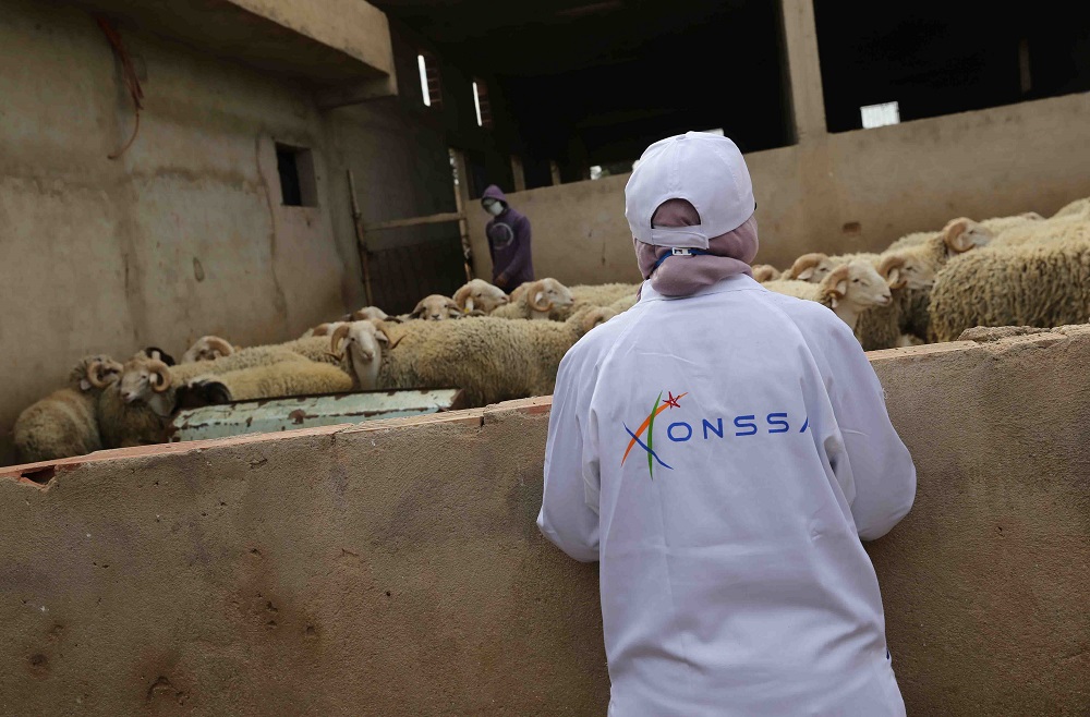 8 ملايين أضحية تنتظر 5.6 مليون مغربي