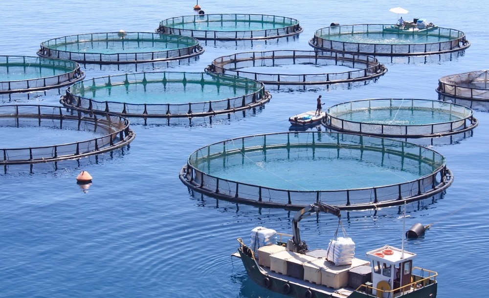  شركة تعتزم بناء أكبر وحدة زراعة أسماك مغمورة بالكامل في المغرب 