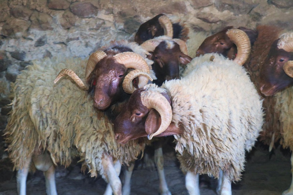 بسبب الأضحية مرة أخرى.. زوج يقتل زوجته بمراكش