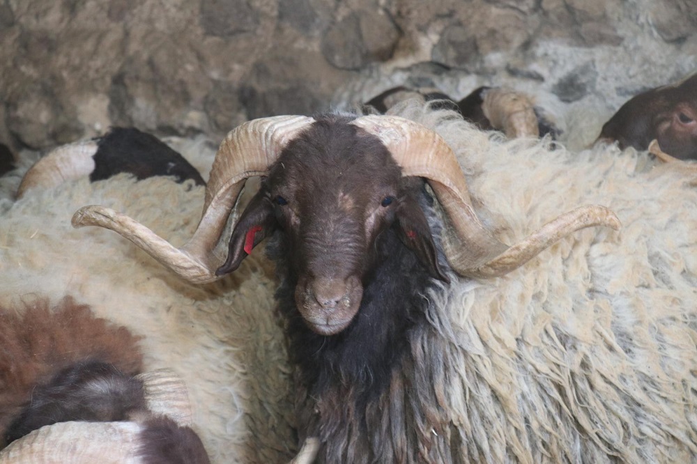  الجمعة فاتح ذي الحجة وعيد الأضحى يوم الأحد 