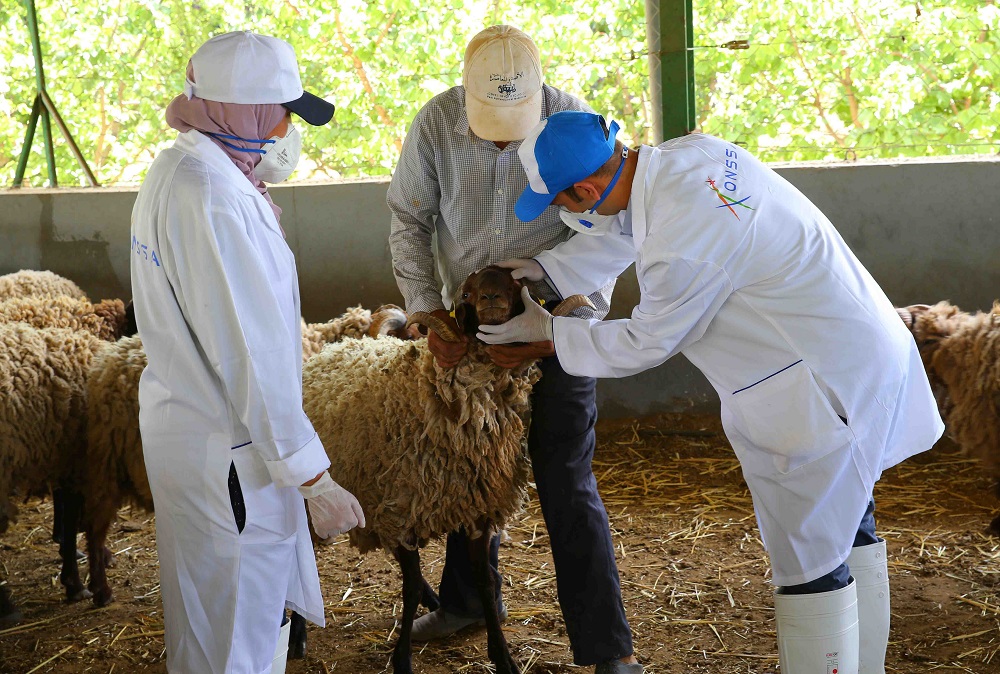 قبل عيد الأضحى .. "أونسا" تتلف ما يفوق 10 أطنان من مخلفات الدواجن