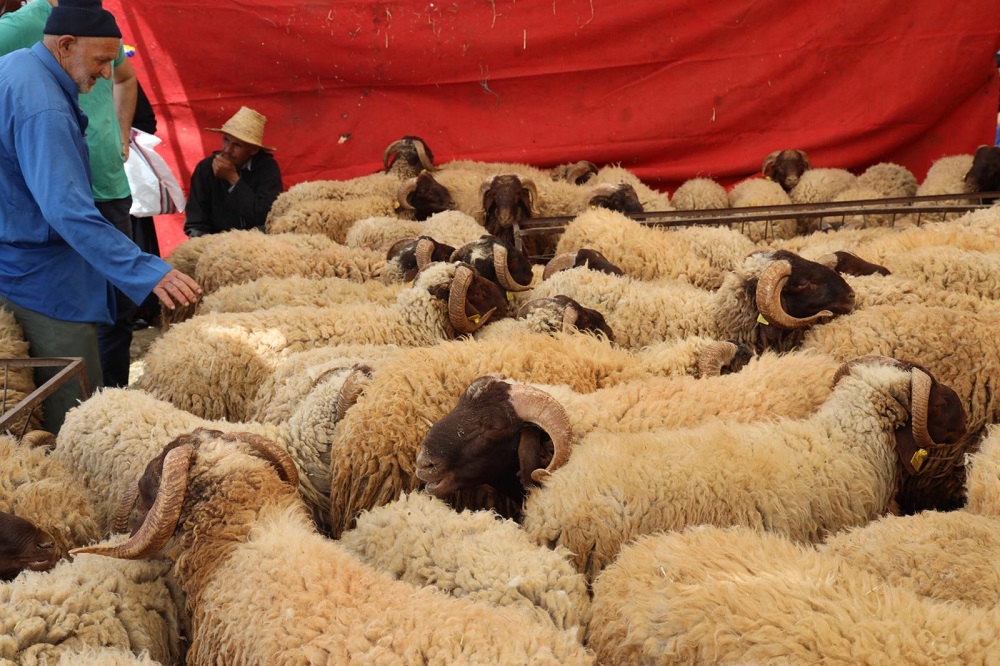 أسر مغربية تقرر عدم اقتناء الأضحية فقط لإرضاء المجتمع.. من يستطيع فعلها؟