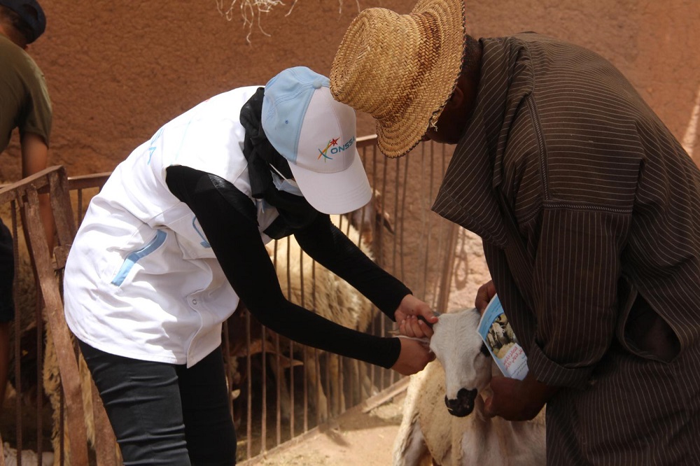  مهن عيد الأضحى الموسمية.. تعب وإرهاق من أجل دريهمات معدودة 