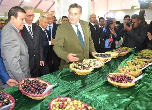 إنتاج زيت الزيتون بالمغرب يرتفع بنسبة 25 في المائة