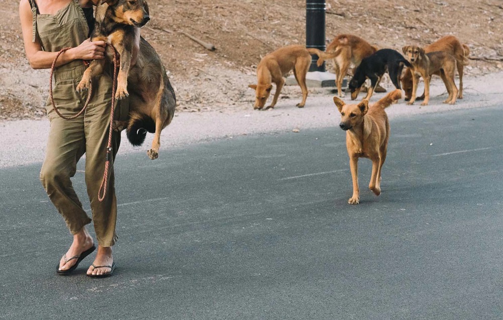 هجوم للكلاب الضالة ينهي حياة فرنسية بإقليم وادي الذهب