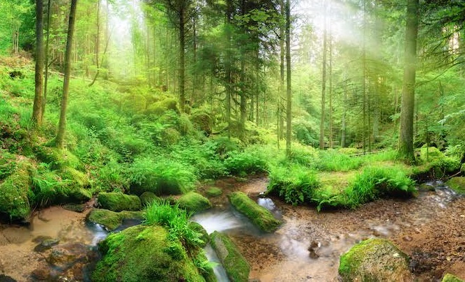  علامة "xiaomi" تواصل النجاح وتنضم لقائمة "فوربس الصين" 