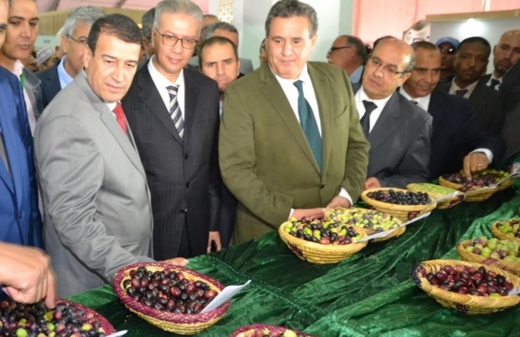  حجم صادرات زيت الزيتون بالمغرب يتضاعف ويصل إلى 13.200 طن 