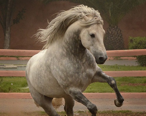  بعد غياب اضطراري.. حوافر الخيول تجمّل أرجاء مدينة الجديدة في معرض الفرس 