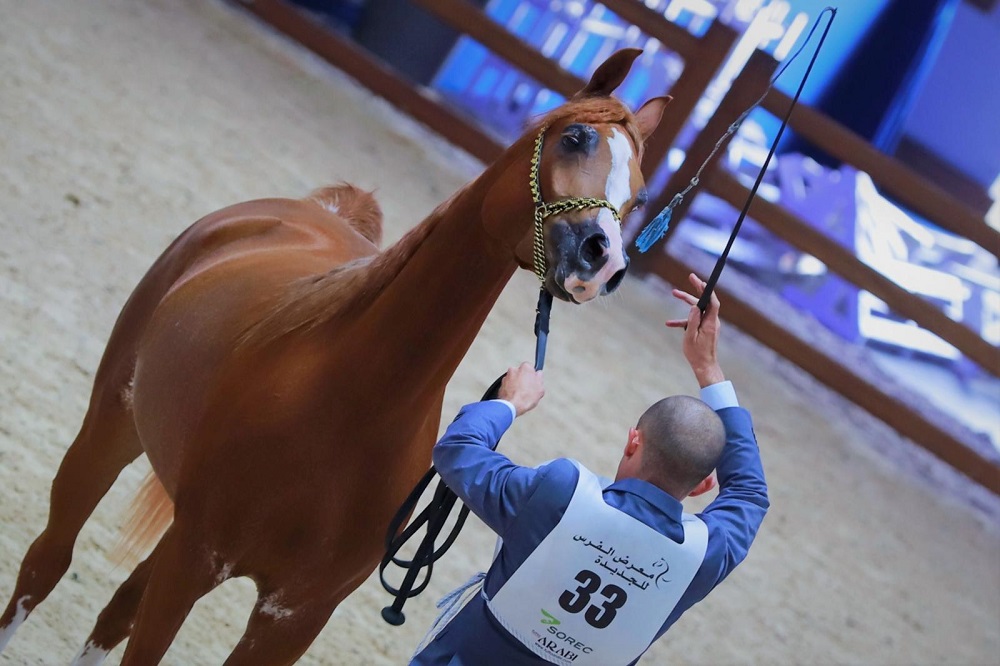 معرض الفرس بالجديدة.. تتويج مواهب شابة بجائزة الفنون