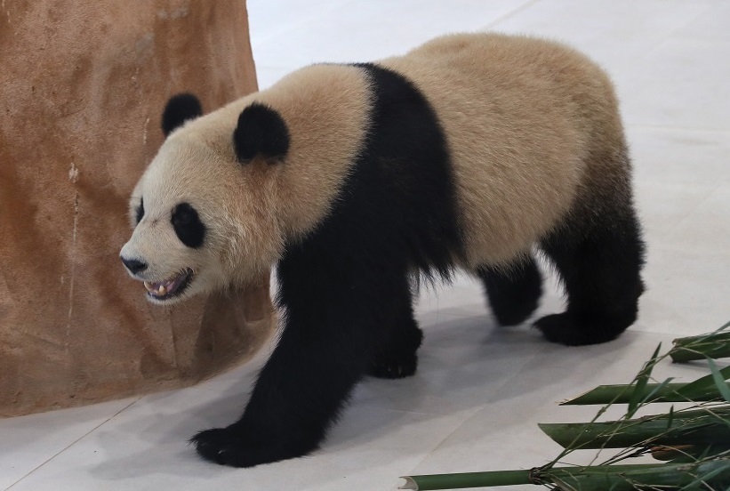  "سهيل وثريا" يعلنان توقعهما لنتيجة المغرب وكرواتيا 
