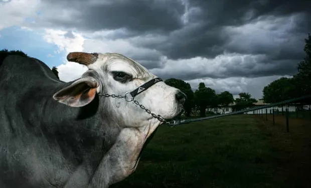 بعد رصد إصابتها بجنون البقر.. هل يحظر المغرب استيراد أبقار البرازيل؟