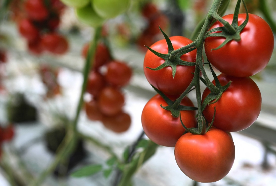 توقعات بإنتاج 695 ألف طن من الطماطم الكبرى بجهة سوس خلال موسم 2022-2023