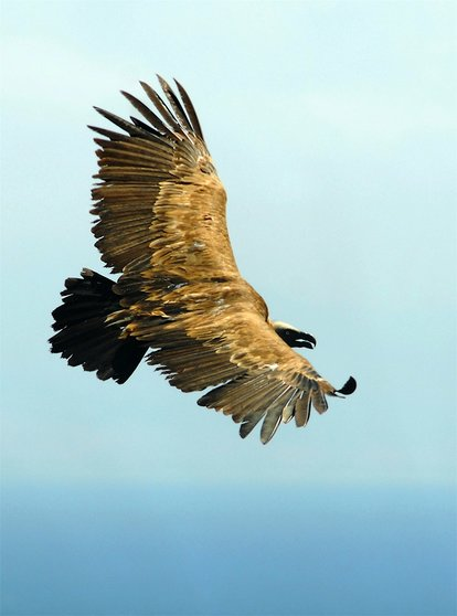 النسر الذهبي يعود إلى المغرب بعد 40 سنة من الغياب