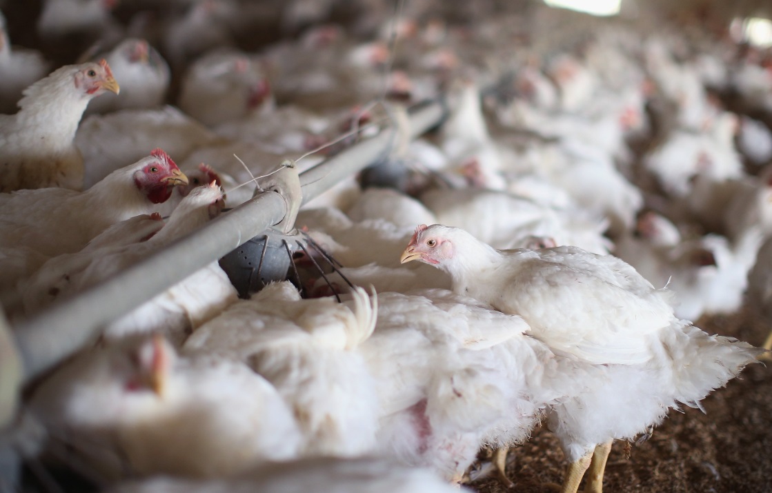  مواطنون يواجهون غلاء أسعار الدجاج بـ"خليه يقاقي" 