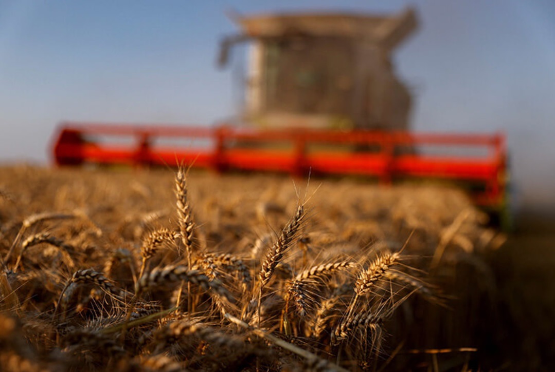 منظمة "فاو": أسعار المواد الغذائية تتراجع بـ20% عالمياً