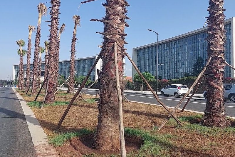  عريضة إلكترونية تستنكر غرسَ النخيل المفرط في المدن المغربية 