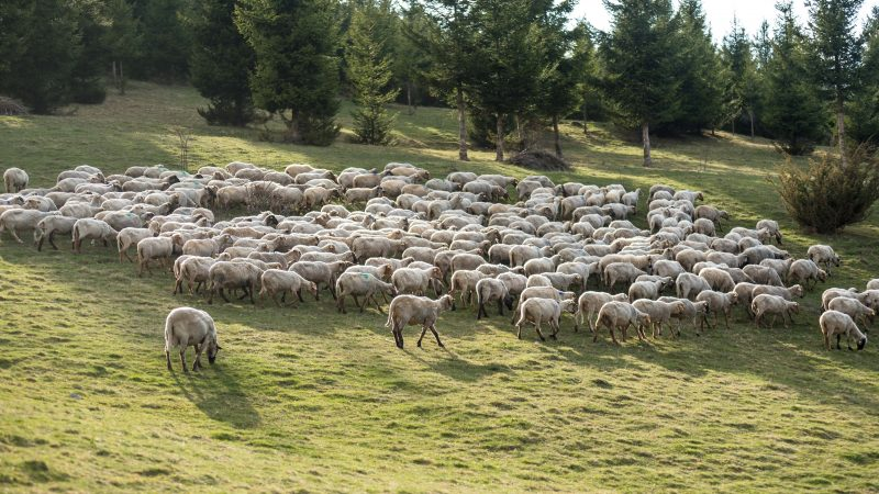 "الحولي" الروماني في طريقه إلى المغرب