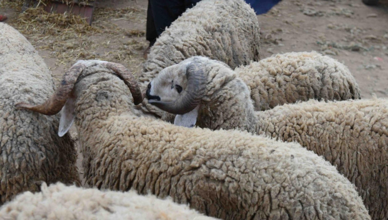  مصالح "أونسا" تسحب ترخيص وحدة لإنتاج الأعلاف بجهة البيضاء 