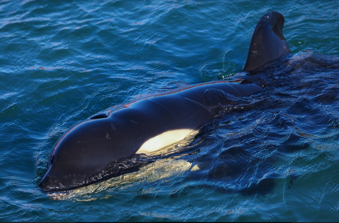 فيديوهات "الحيتان القاتلة" تثير الذعر في سواحل الشمال بالمغرب