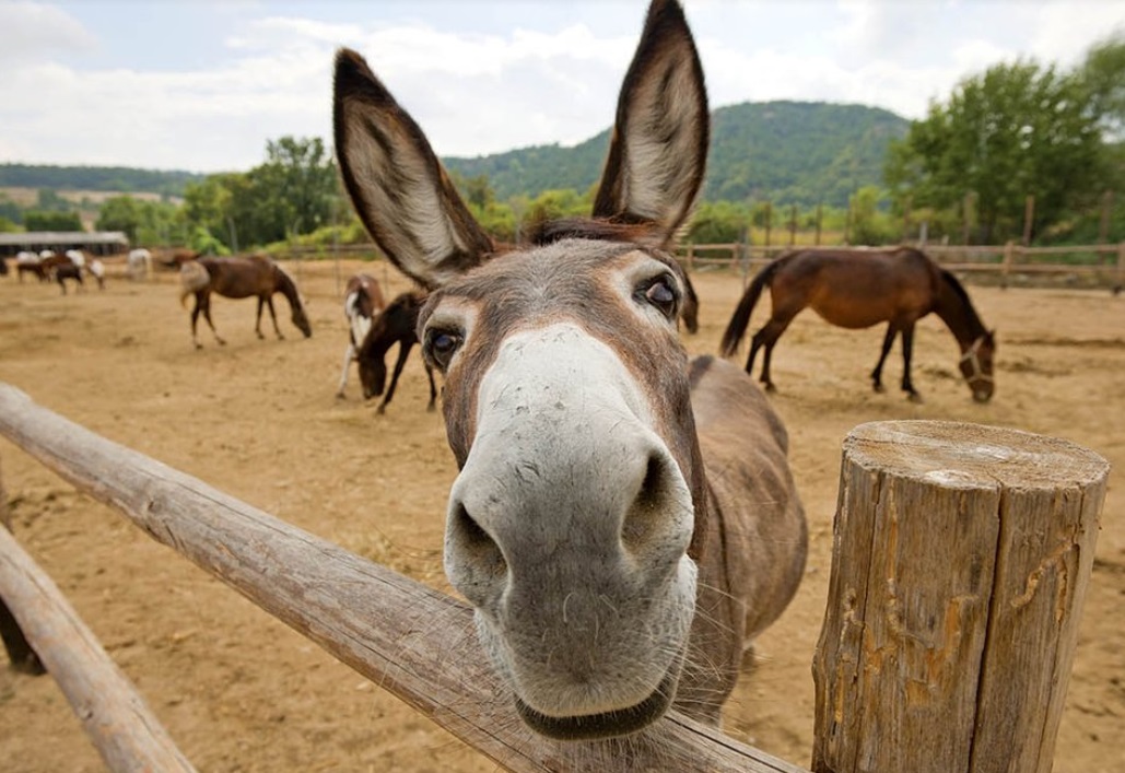 فلاح مغربي يقطع أرجل حمار لأنه "اقتحم" أرضه