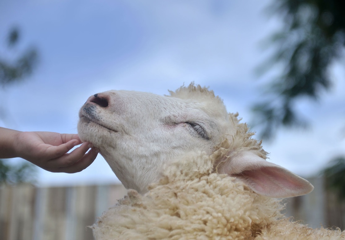  اقتناء الأضحية.. عادة في المغرب أم عبادة؟ 