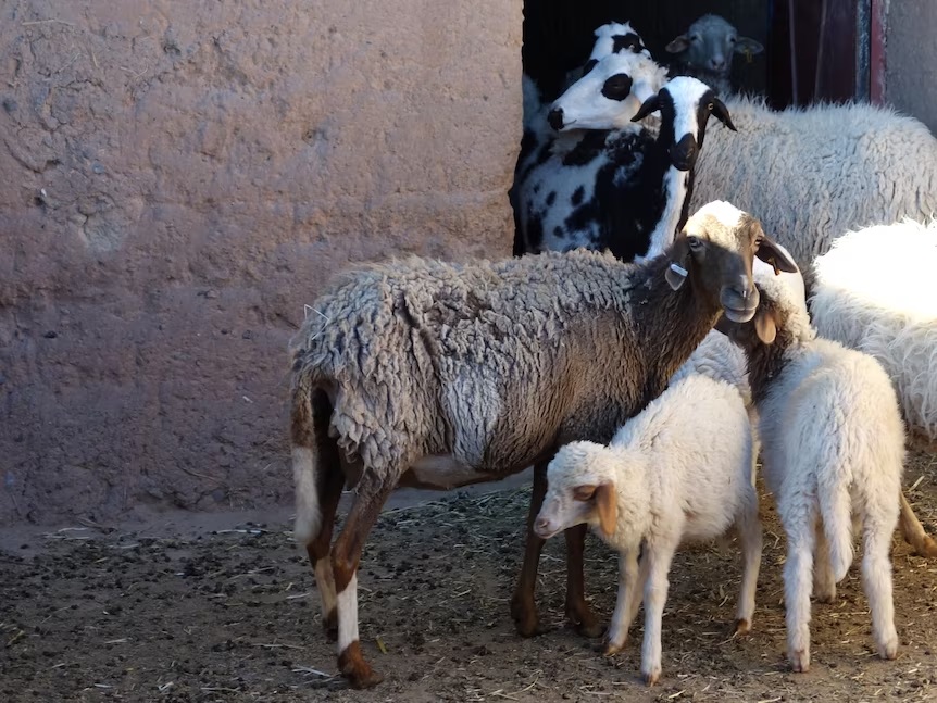 المغرب يرغب في جلب الماشية من أستراليا