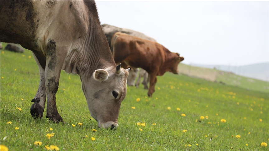  الجزائر تعلق استيراد العجول والأبقار من فرنسا 