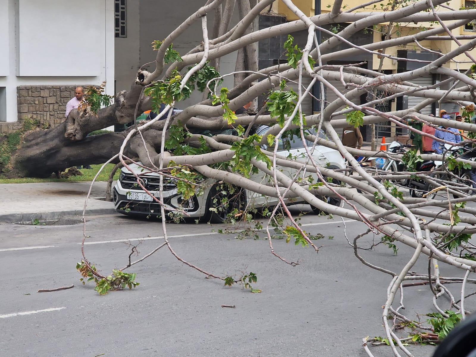  رياح عاصفية توقع أشجاراً وتسبب خسائر مادية بطنجة 