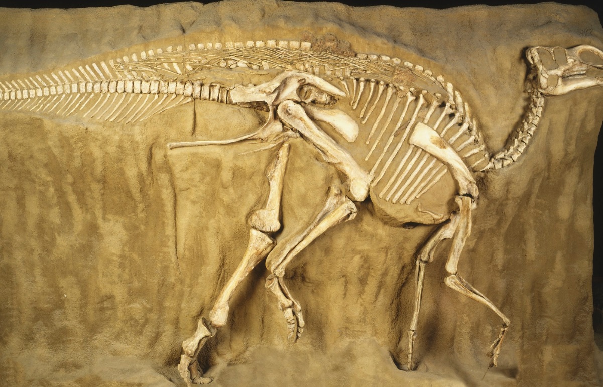 استعادة ثلاث حفريات ديناصورات من الولايات المتحدة إلى المغرب