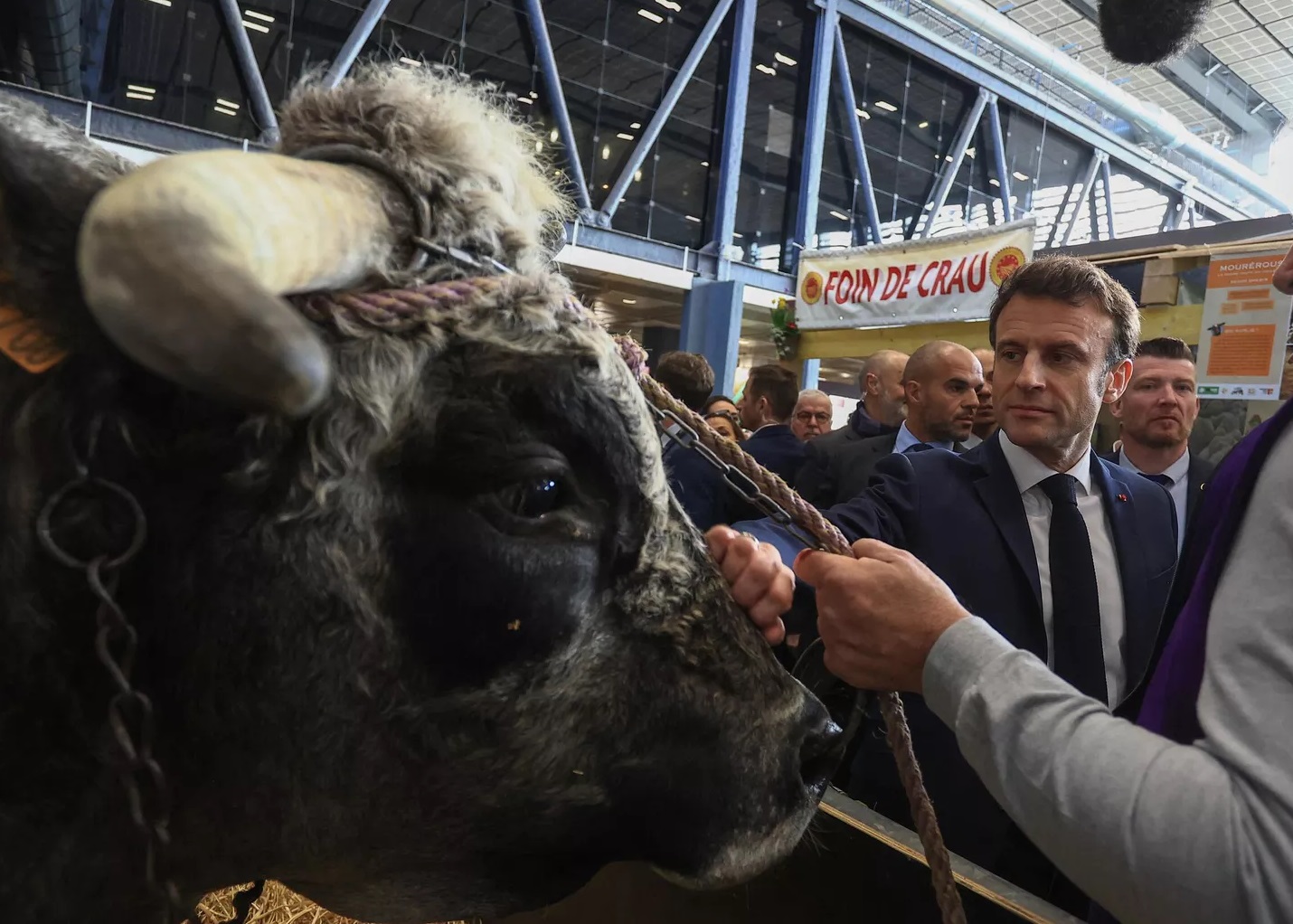 مرض النزف الوبائي الحيواني يواصل انتشاره في فرنسا