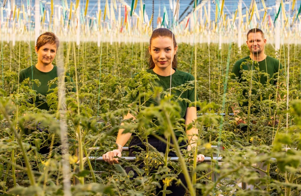  مجموعة "أكرو كير" الهولندية تستثمر في زراعة الطماطم بالمغرب 