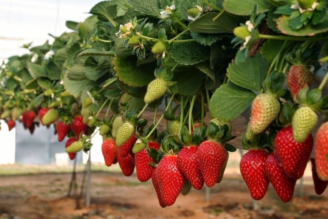 بعد نفي أونسا.. هل تدخل ضجة "الفريز" في إطار الحملة ضد المنتجات المغربية؟