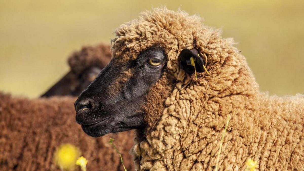 أسعارها مناسبة ولحومها ذات جودة عالية.. قطعان "الميرينوس" تصل المغرب قبل عيد الأضحى