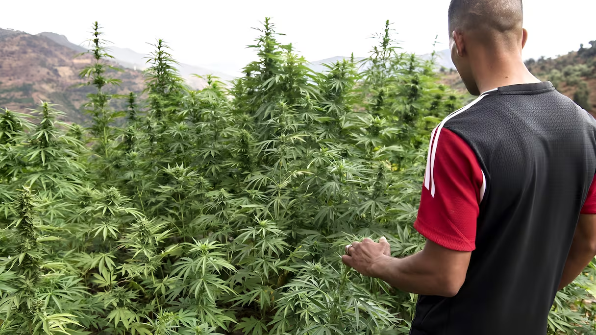 مزارعو الكيف بعد العفو الملكي.. العودة إلى الحياة