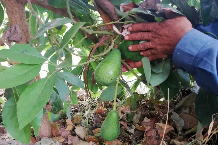  تقرير بيئي يرصد بالتفصيل تأثير زراعة الأفوكا على ندرة المياه بالمغرب 