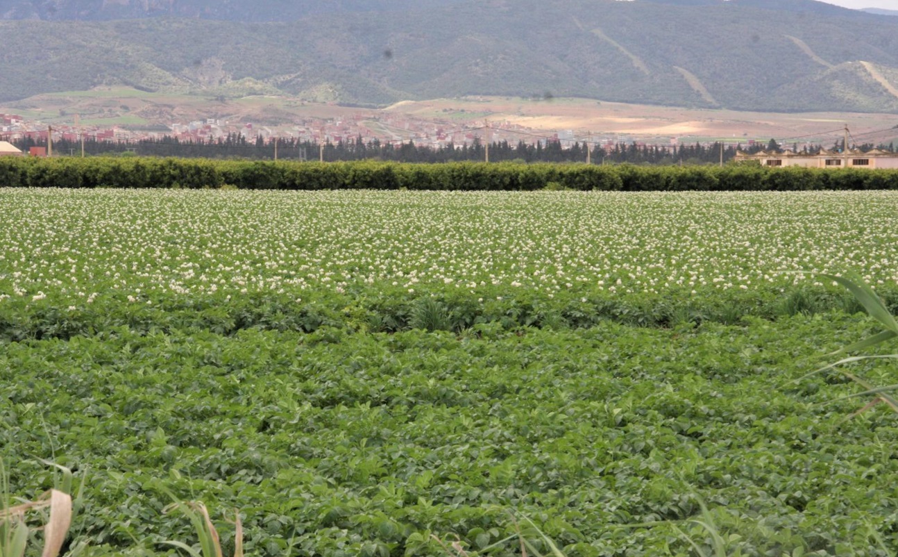 المغرب أول مصدّر للفواكه والخضروات نحو إسبانيا بقيمة 801 مليون أورو