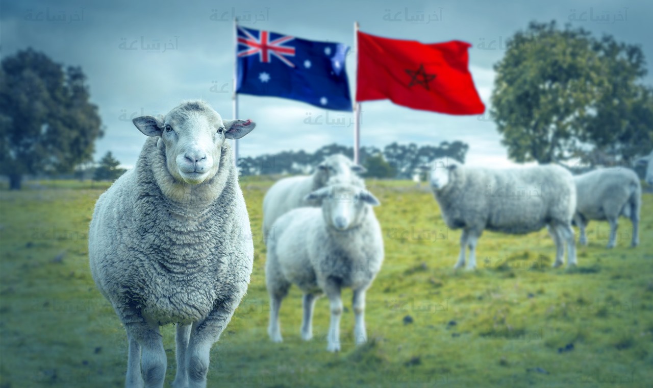 استعداداً لعيدالأضحى.. الأكباش الأسترالية قريباً في المغرب