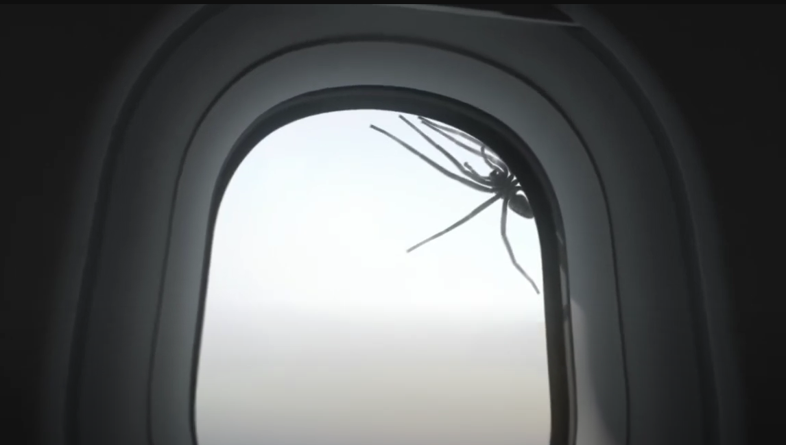 في حادثة غريبة وطريفة.. عنكبوت "مغربي" يسبب ارتباكاً في رحلة جوية بين دوسلدورف ومدريد