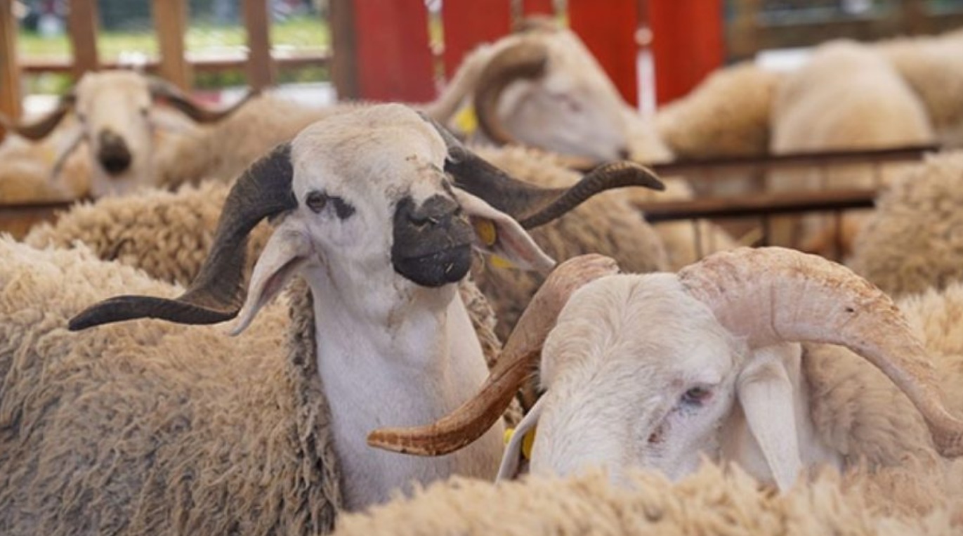 هذه محاور البرنامج الحكومي الخمسة لدعم مربي الماشية