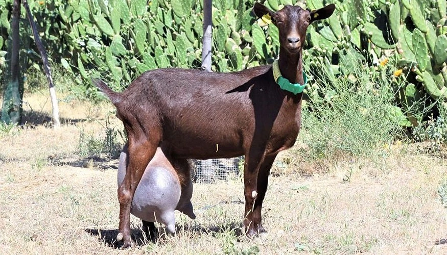 المغرب يستورد المزيد من سلالة ماعز "Murciano-Granadina"