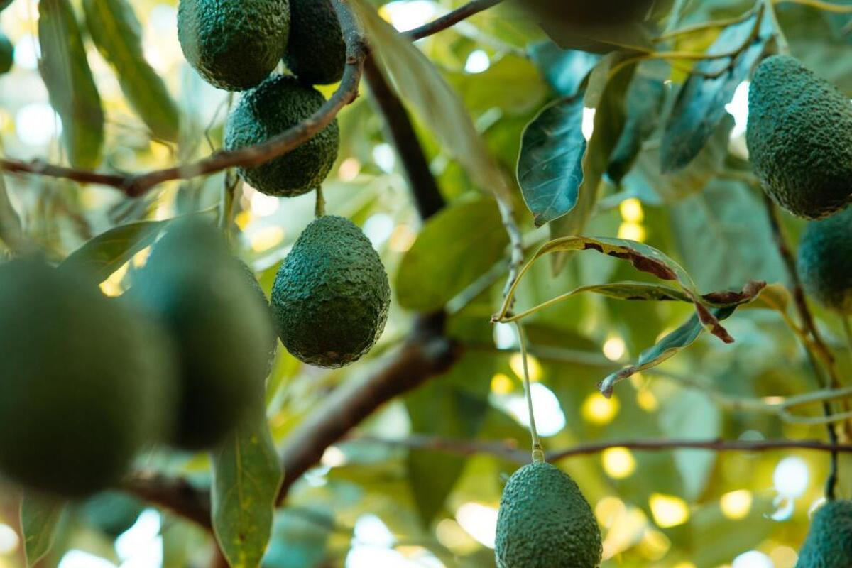 بسبب مواد محظورة في الأسمدة.. إسبانيا تشدد التحذير من "الأفوكا" المغربية