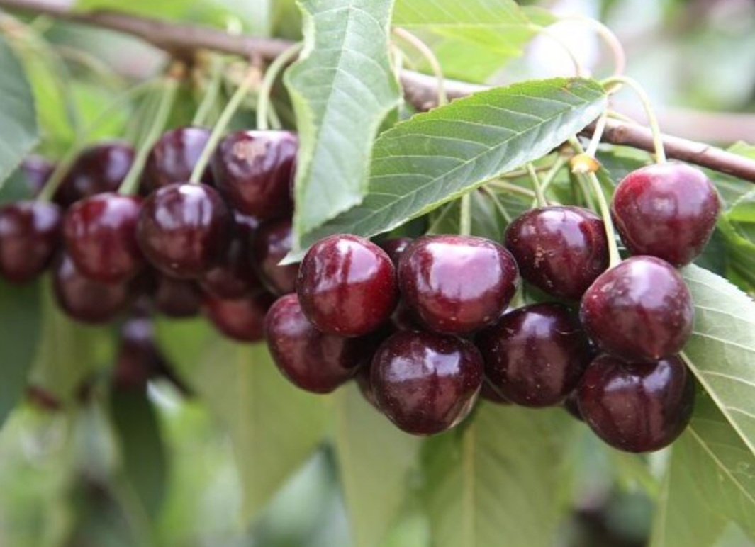 بين حق المستهلك وغياب الشفافية.. من يراقب "حب الملوك"؟