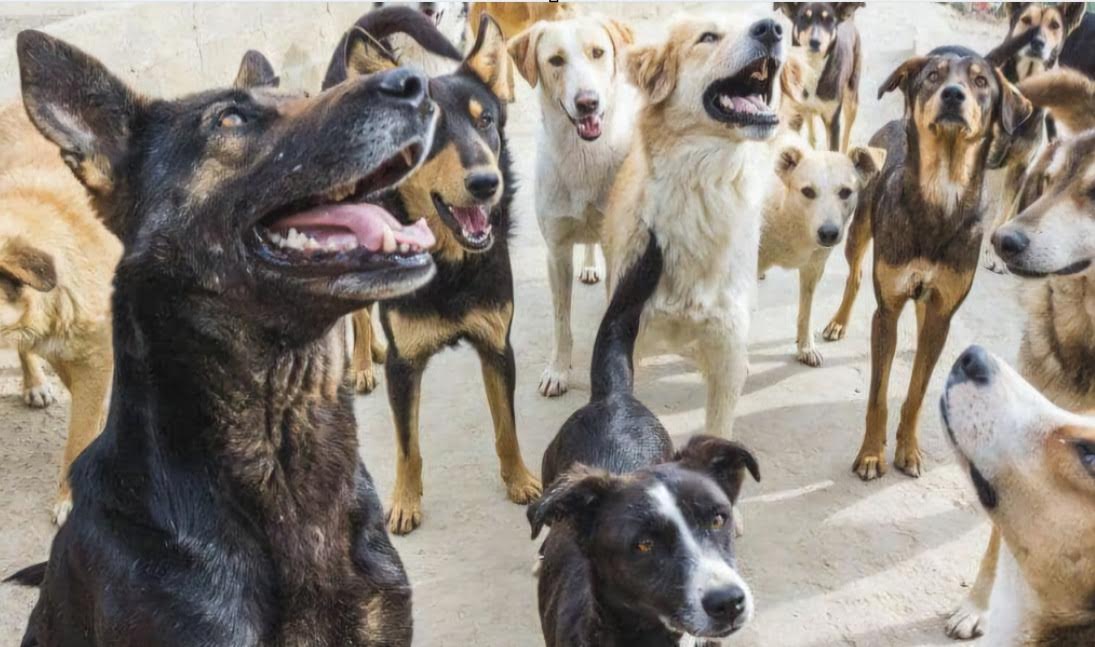 الحكومة تصادق على قانون لحماية الحيوانات الضالة والوقاية من أخطارها