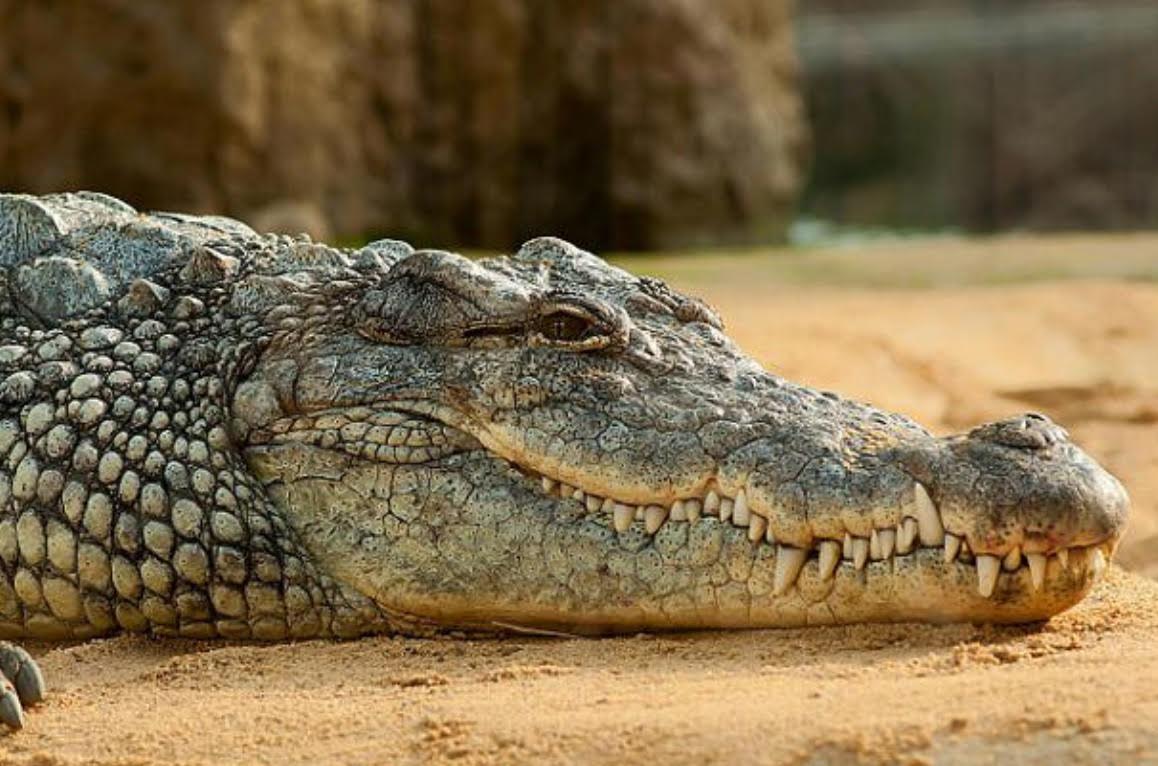 تجربة مثيرة ومرعبة.. منتزه أكادير يطلق أول مغامرة المرور بالحبل فوق التماسيح الحية