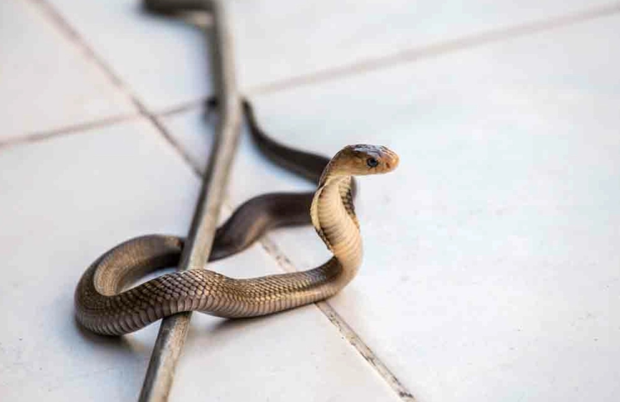 موجة الحرارة تخرج الأفاعي السامة من جحورها في المغرب وهذه سبل الوقاية من لدغاتها
