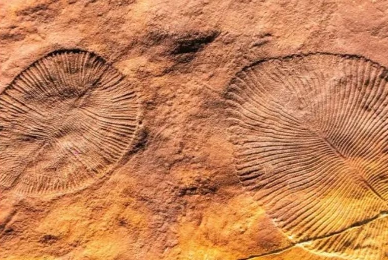 العثور بالمغرب على آثار توثق لحظة مفصلية في تاريخ الحياة على الأرض تعود إلى نحو 540 مليون سنة