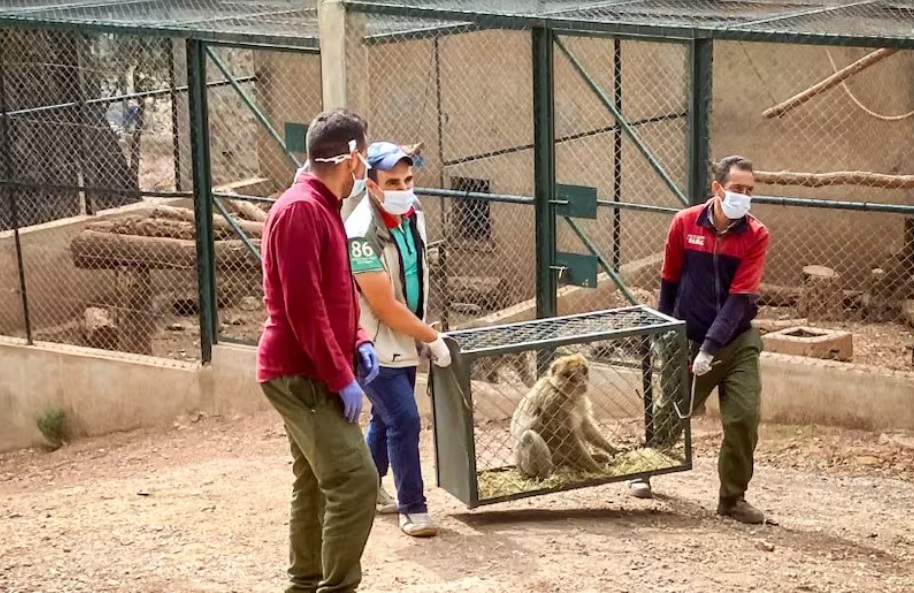 تحرير 15 قرداً من نوع المكاك البربري في المغرب بعد إنقاذهم من التهريب غير القانوني