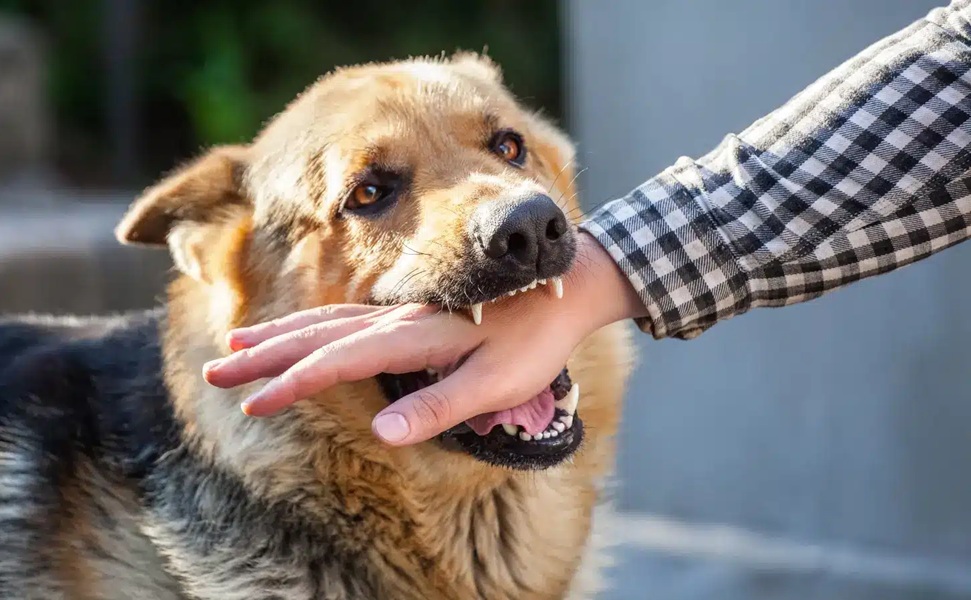 33 حالة وفاة بالسعار وعشرات آلاف حالات العضّ.. الكلاب الضالة تهدد صحة وحياة مواطنين بالمغرب